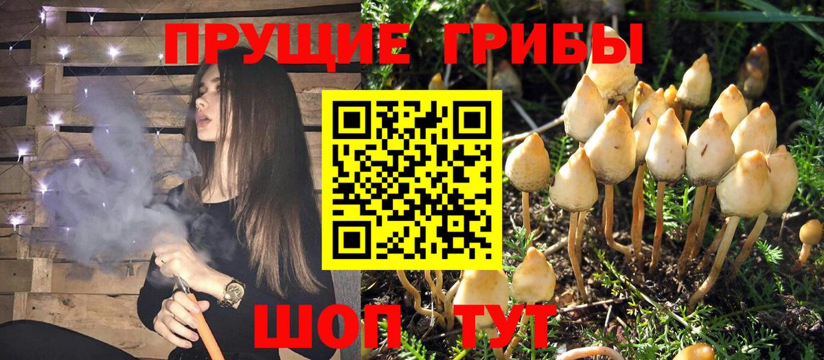 Псилоцибиновые грибы MAGIC MUSHROOMS  купить наркоту  Прохладный  Вход с VPN 
